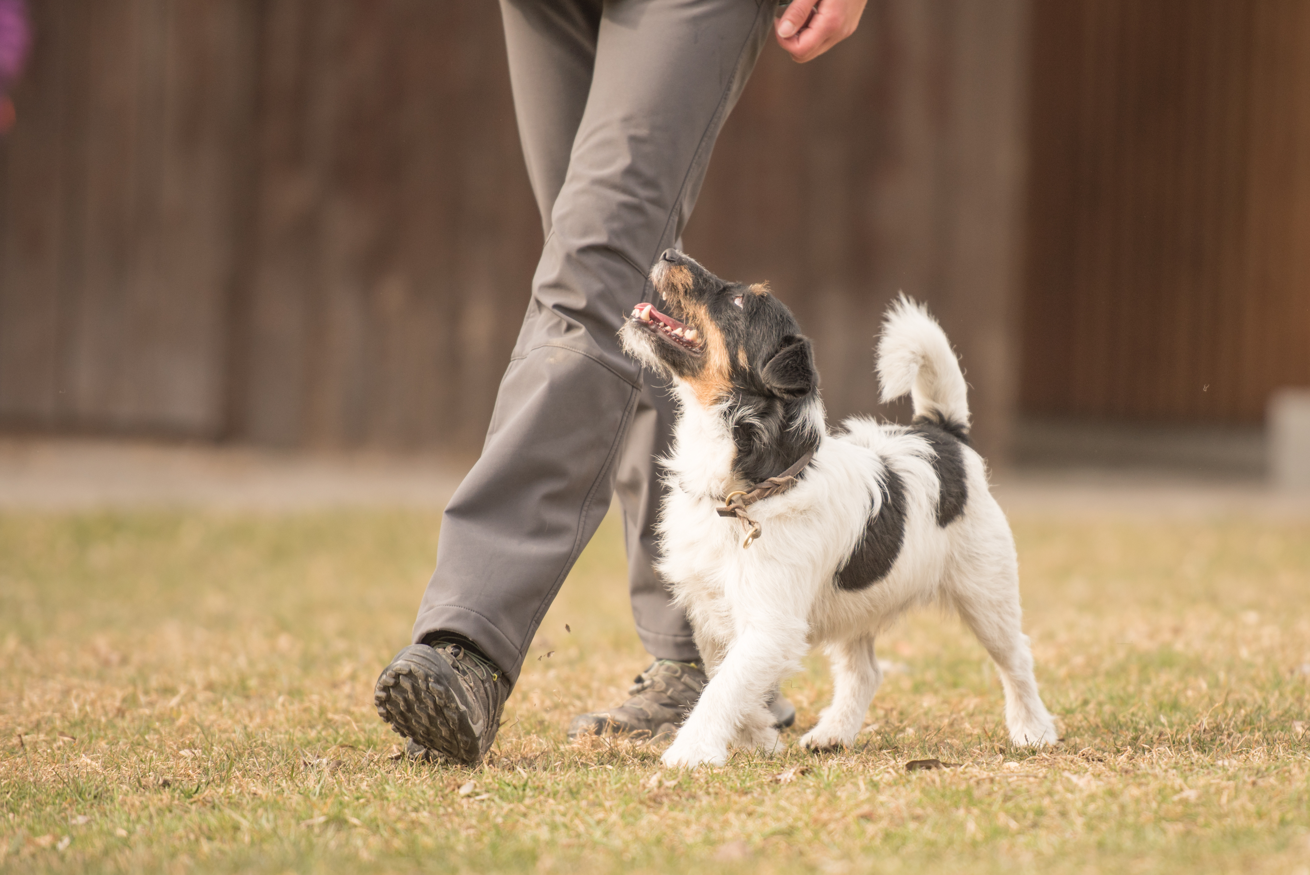 Dog looking up attentively while heeling outdoors in Beyond the Basics class