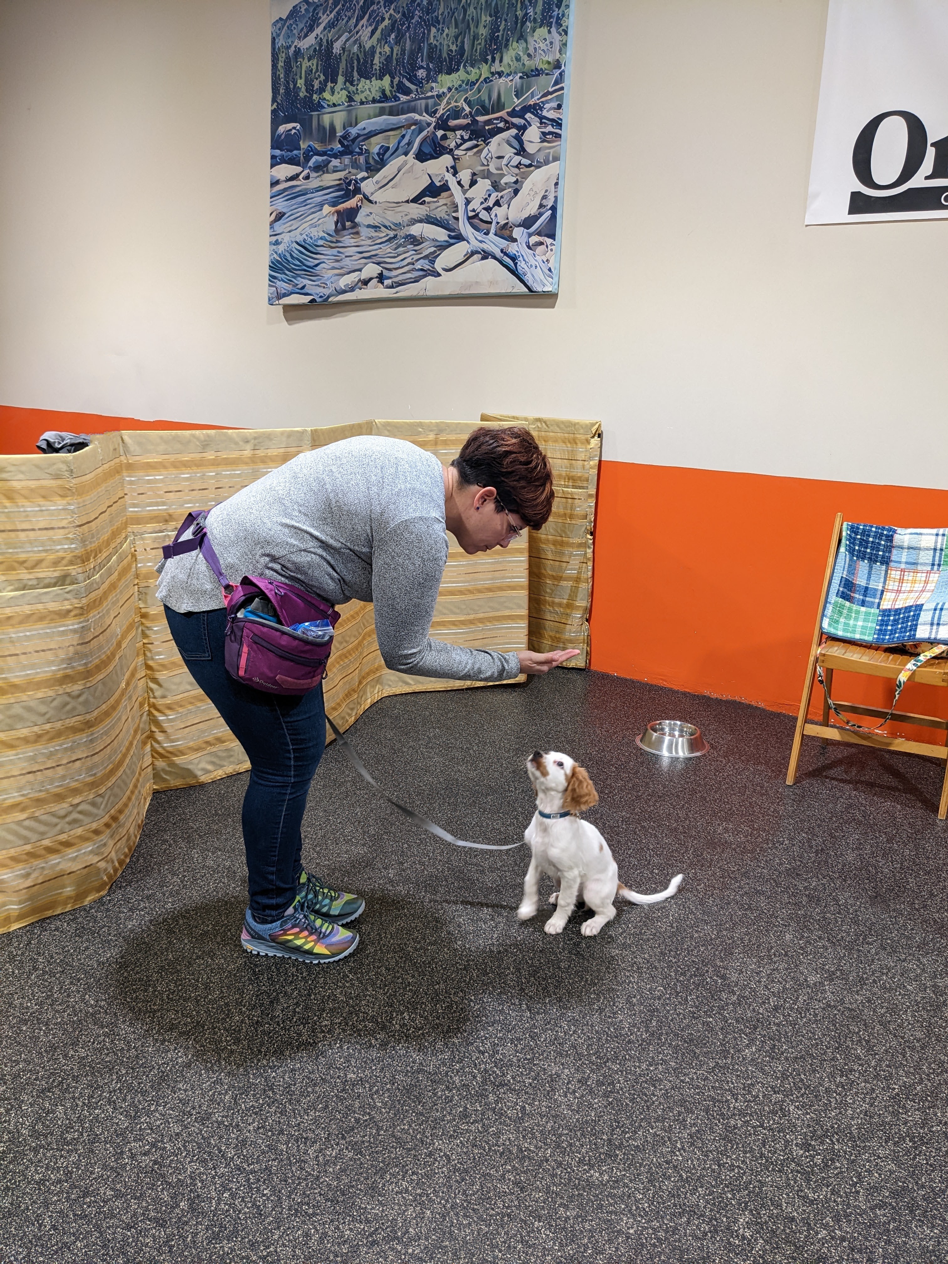 Puppy sitting attentively during a positive reinforcement training session at One Leg Up Guelph
