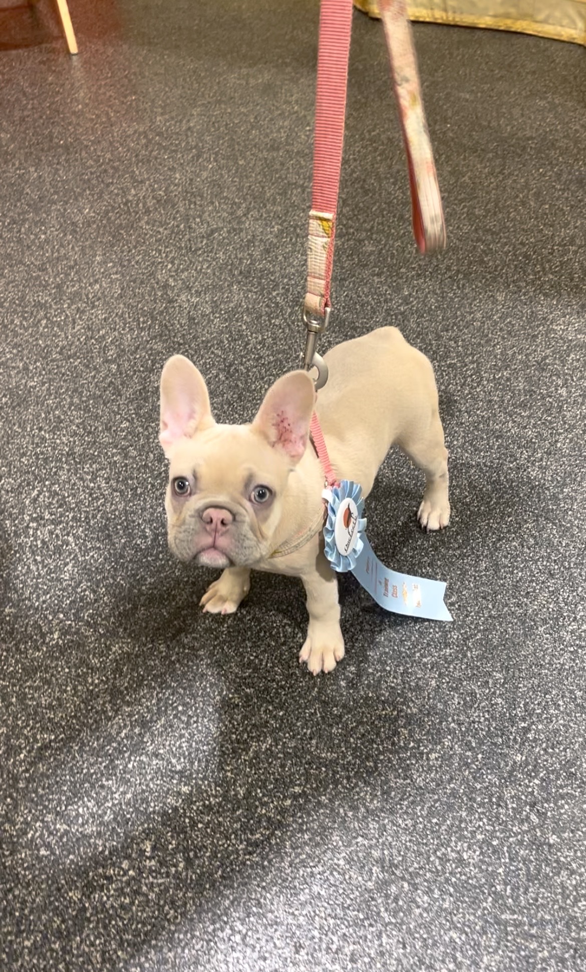 Puppy graduate wearing an award ribbon at One Leg Up Guelph