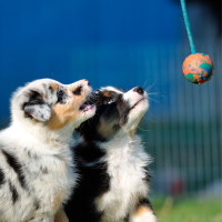 Puppies interacting during Puppy Socials at One Leg Up