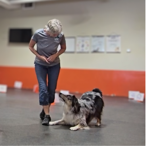 Camille Gillis, IAABC-ADT working with a dog at One Leg Up Canine Company