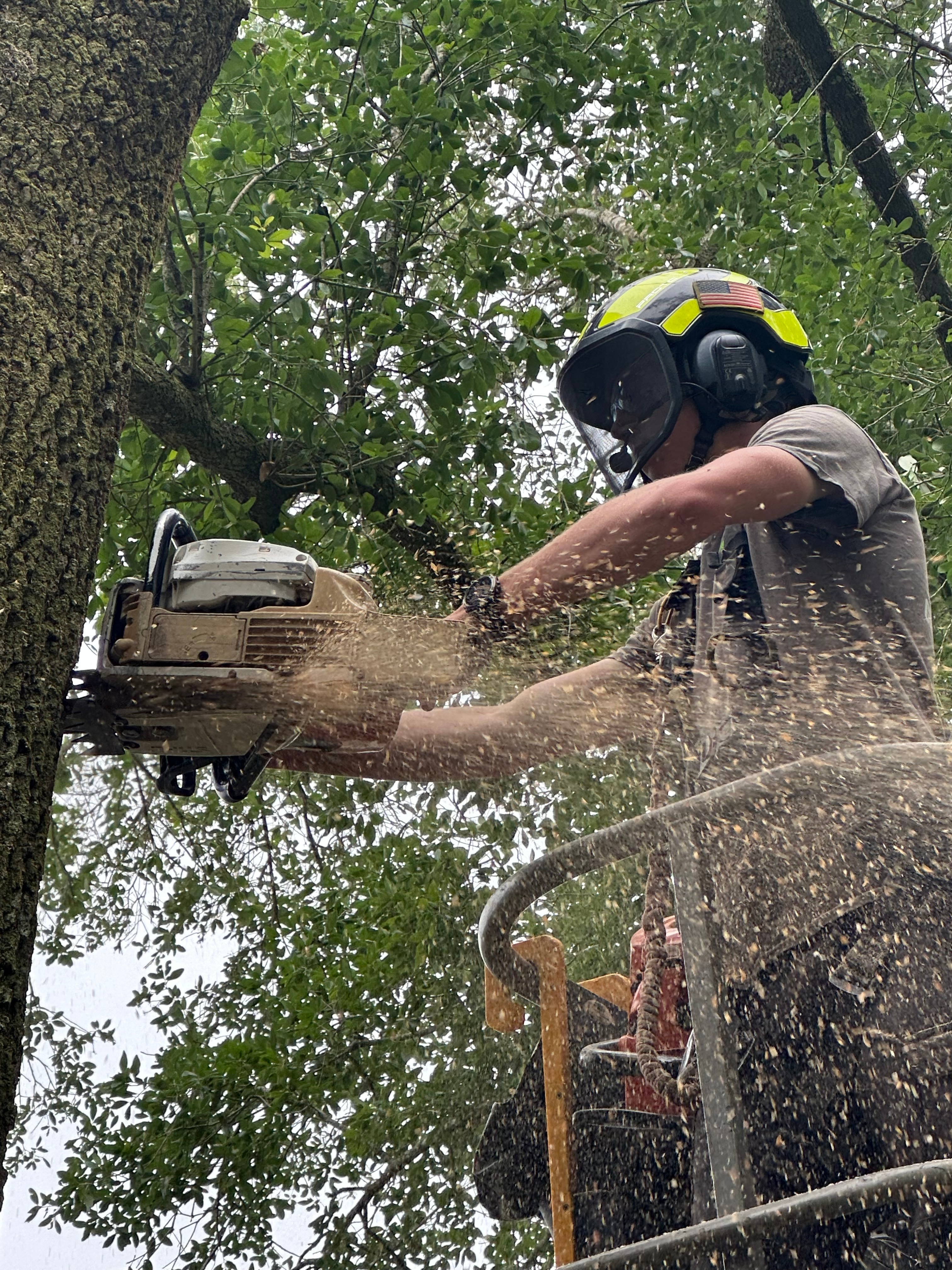 D's Trees arborist in safety helmet pruning tree canopy high up in bucket lift with chainsaw