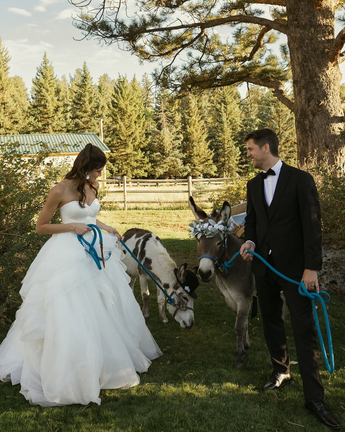 Bride and groom smiling with flower-adorned miniature burros on the ranch lawn