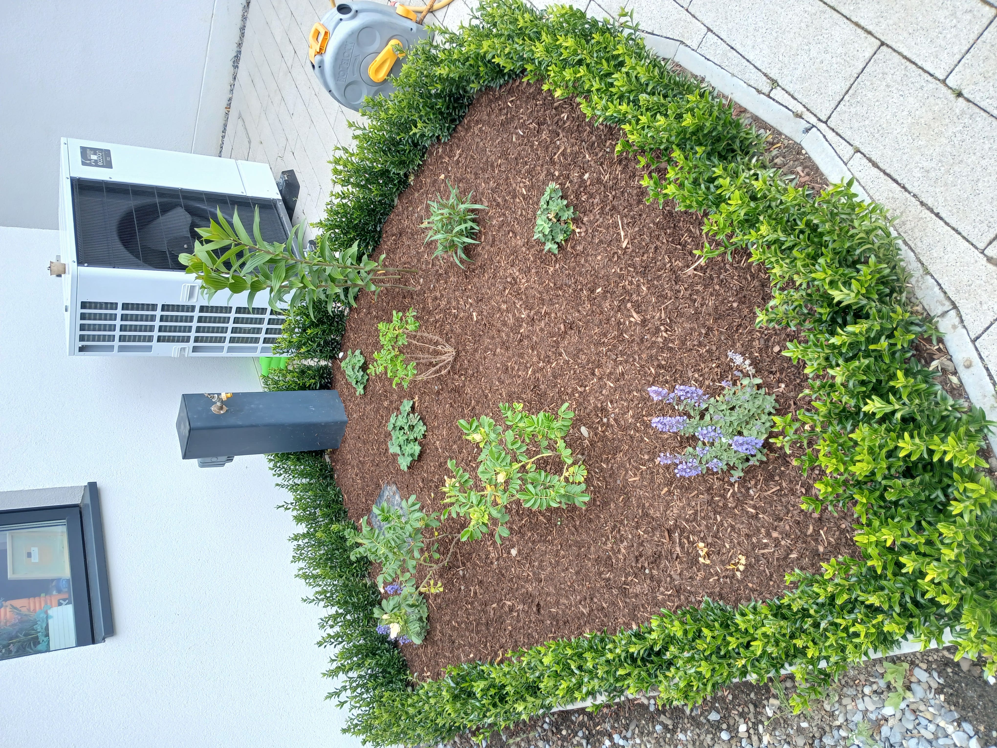 After mulching: neatly trimmed box-hedge curved bed dressed with deep dark organic bark mulch and healthy young shrubs in a Dublin South Side garden.