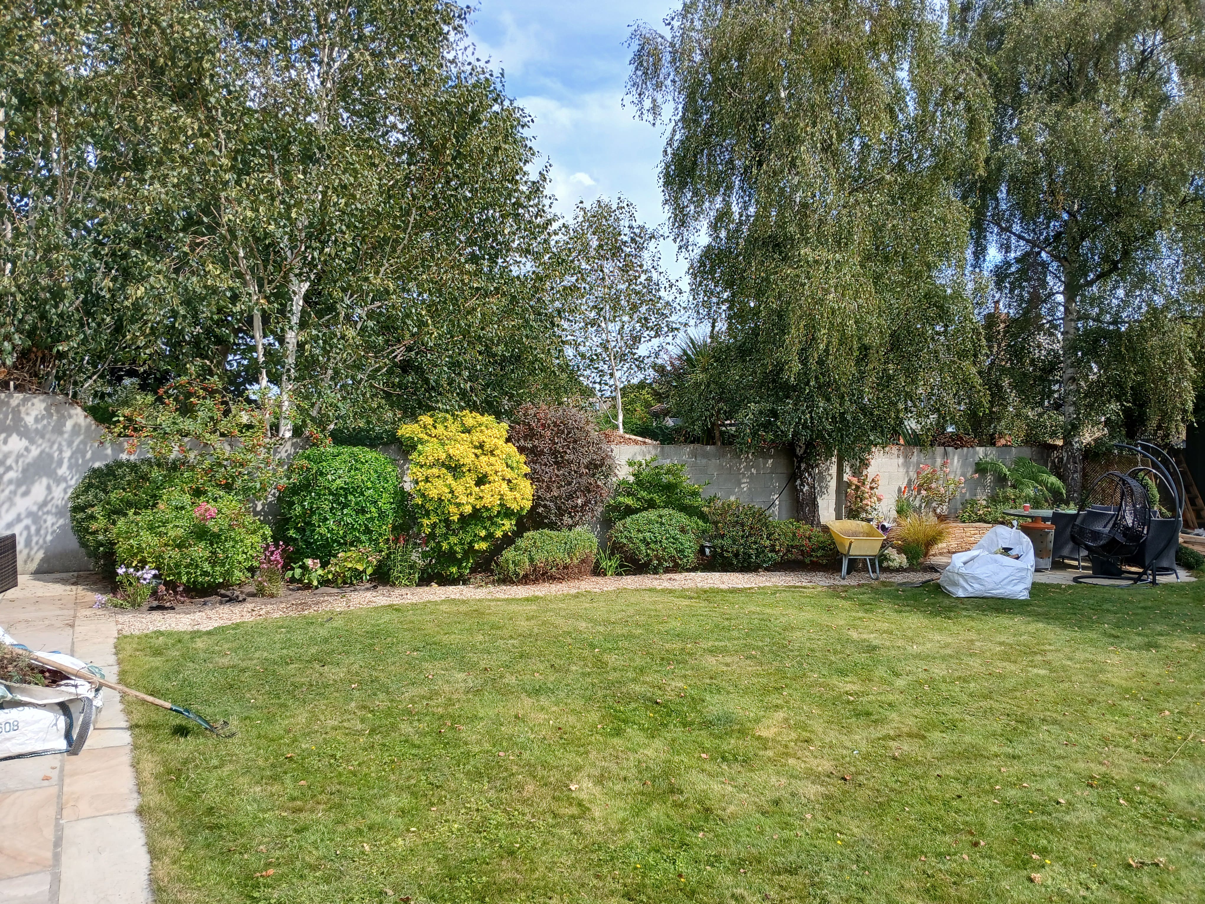 Manicured healthy lawn with trimmed border shrubs and mature birch trees in a sunny Dublin South Side garden cared for by Daniel O'Byrne.