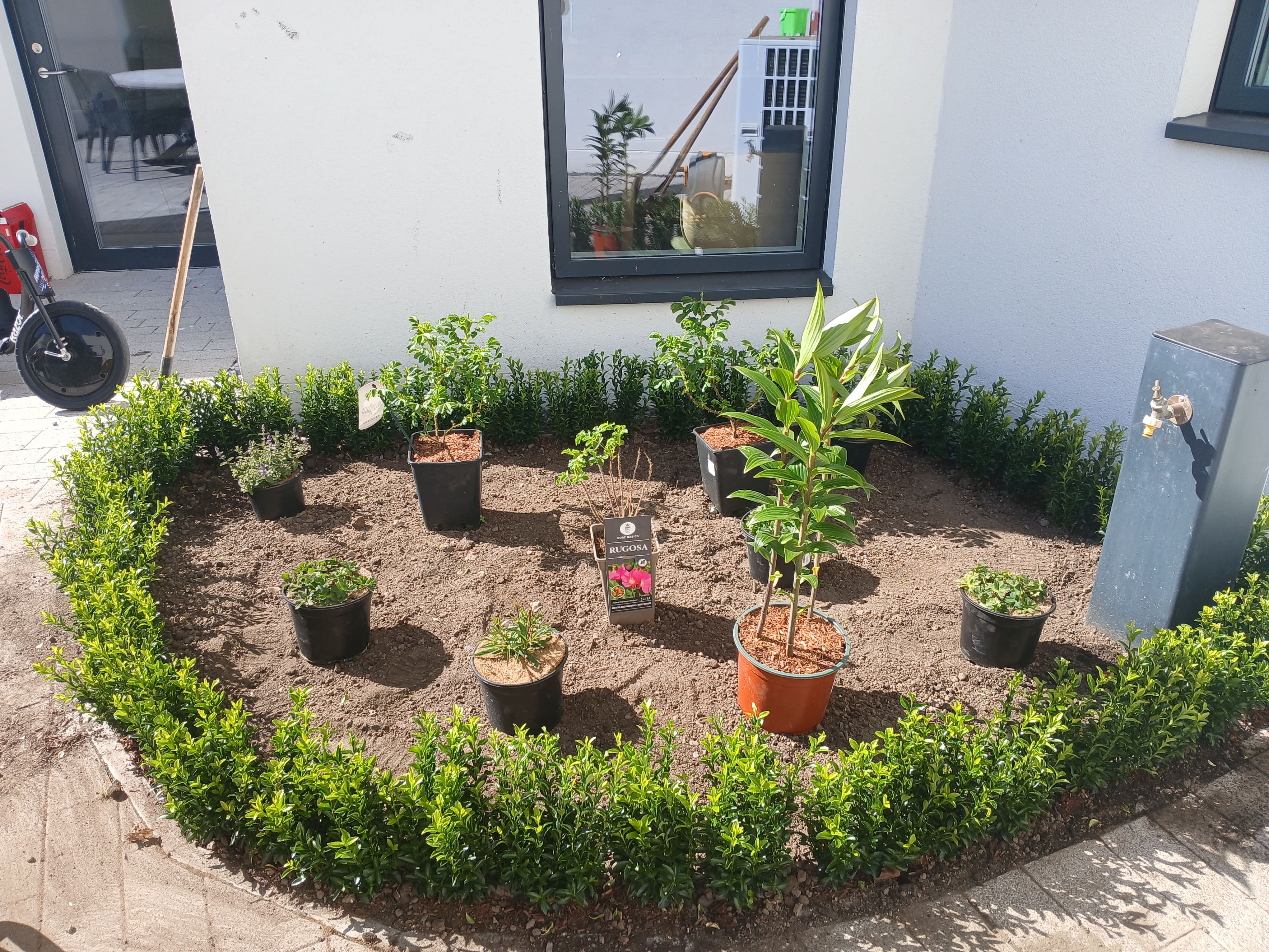 Curved bed prepared and set out with potted shrubs including Rugosa rose, perennial flowers and evergreen box hedge surround ready for planting and mulching.
