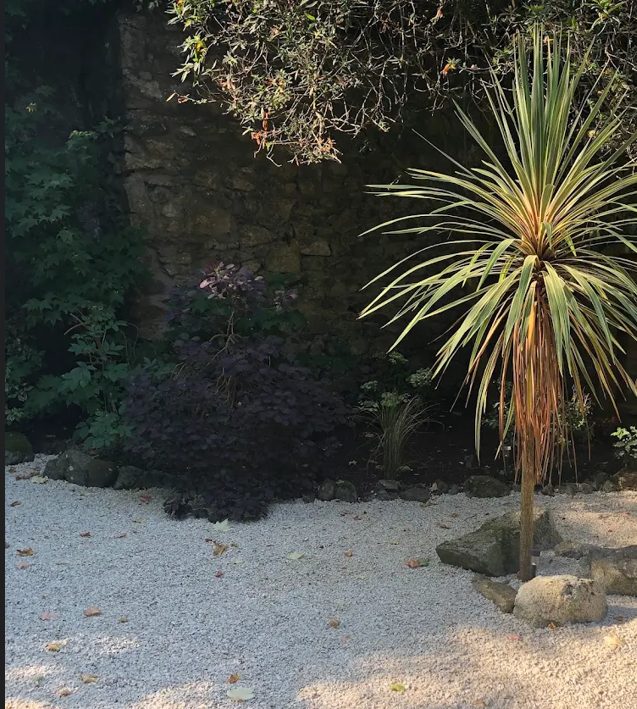Cordyline palm tree and dark shrub planting in a clean light gravel garden set against a traditional stone wall in Dublin South Side.