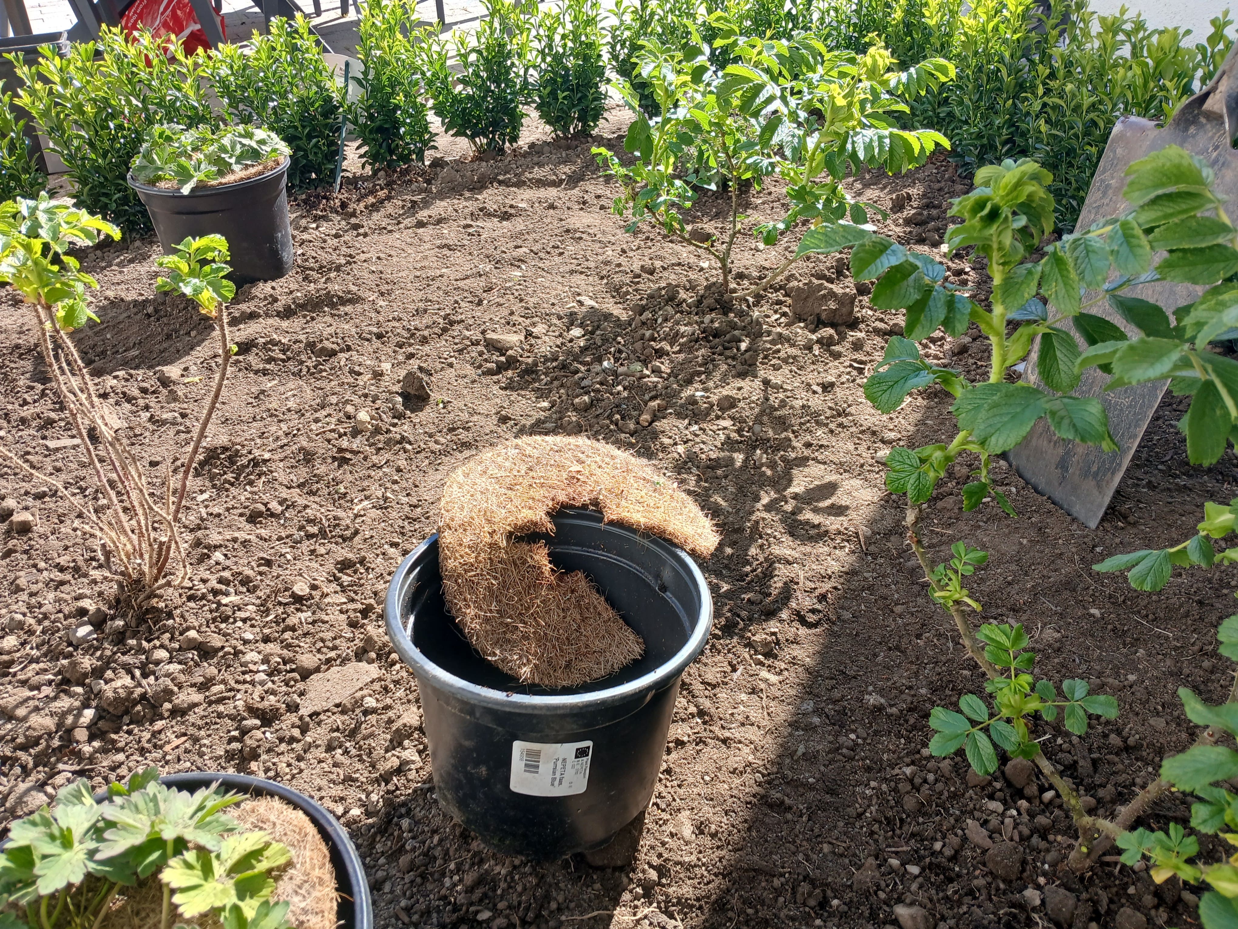 Careful bed preparation showing organic root collar protection discs, potted Nepeta, Rugosa rose and box hedging in conditioned South Dublin soil.
