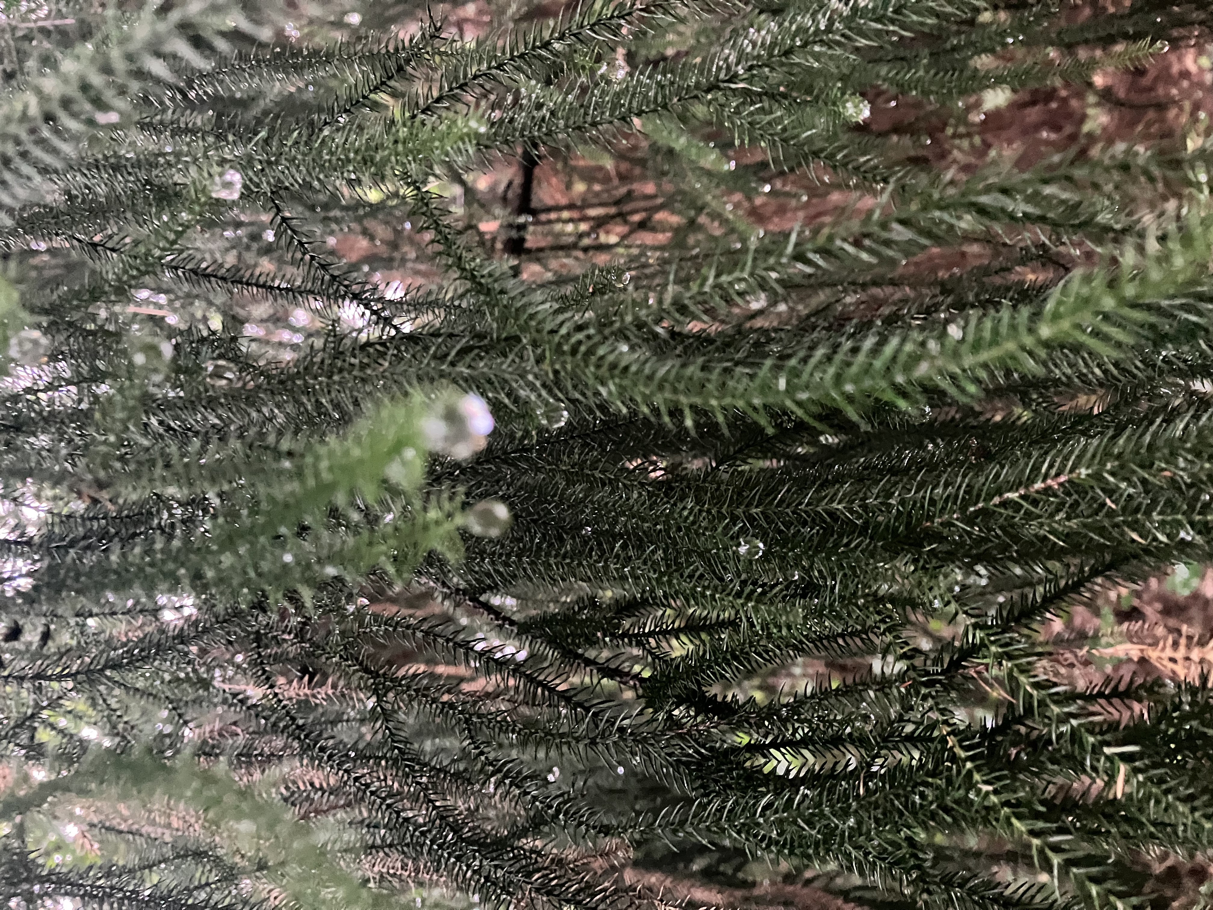 Gentle green pine needles glistening with fresh morning water droplets