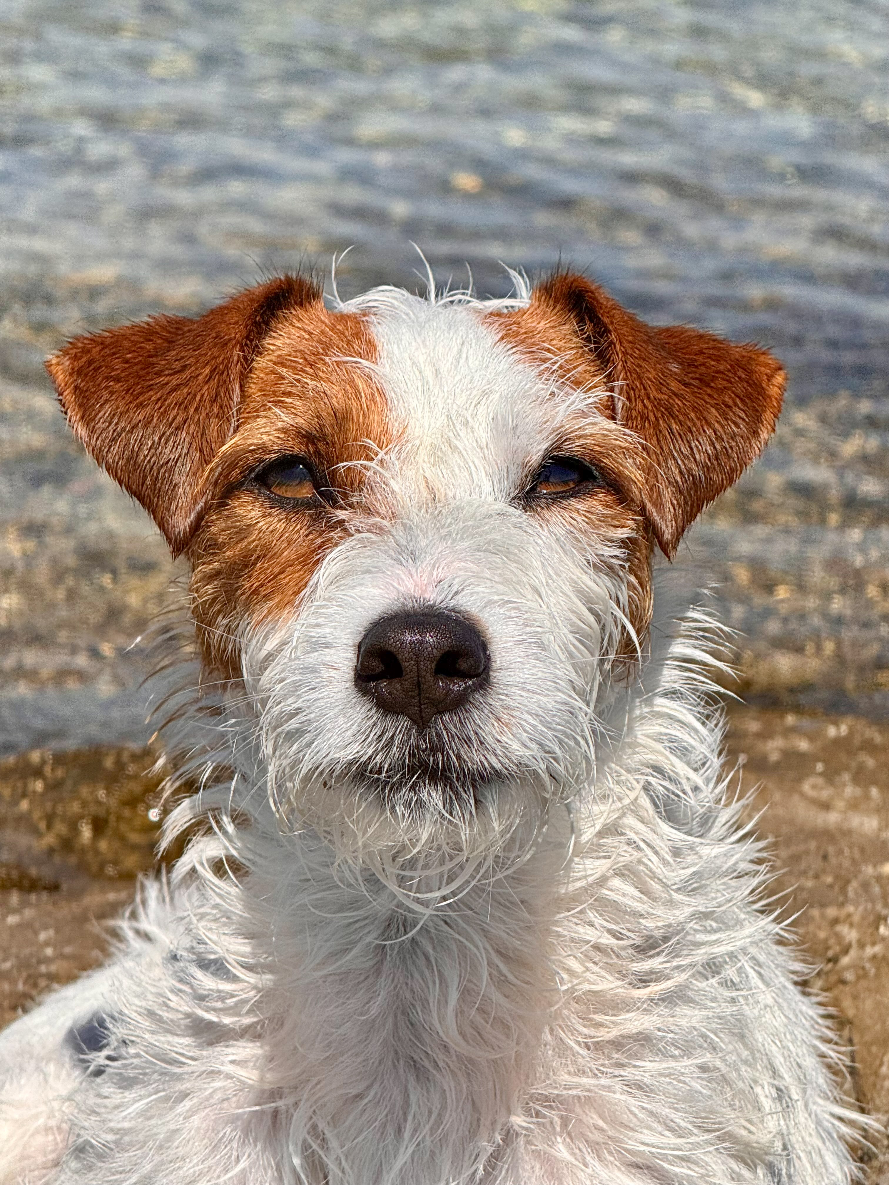 Hund mit aufmerksamen Blick – Das sichere Hier 2.0