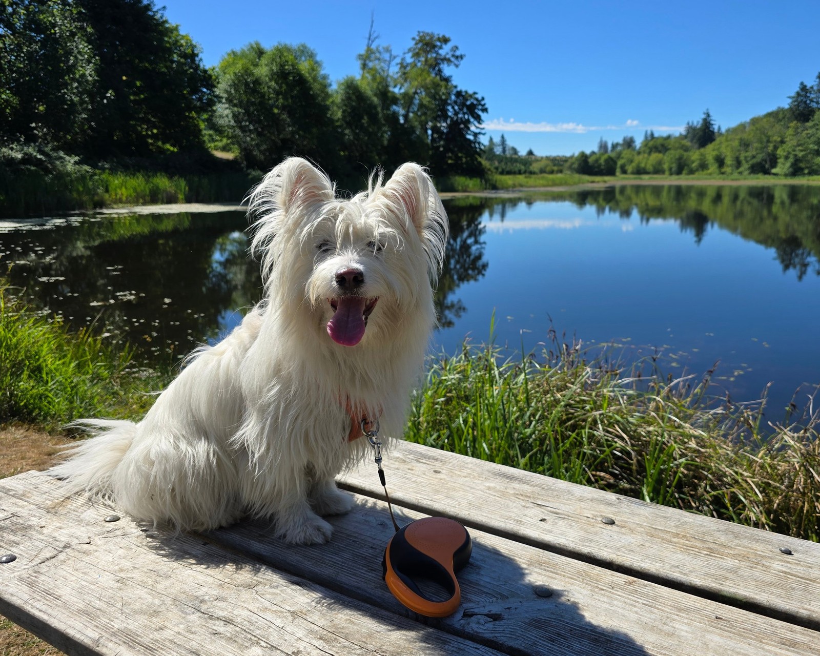 Qanuk, Patrick Smith's dog, sitting on a picnic table by a lake.