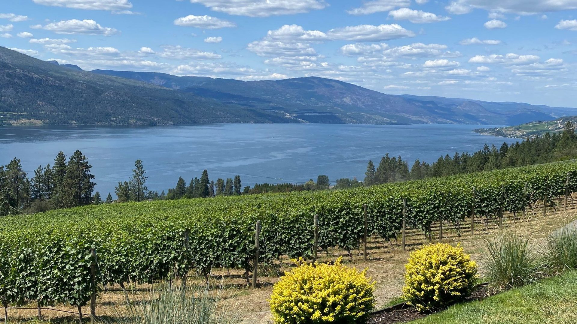 Vineyard overlooking Okanagan Lake near Kelowna, British Columbia