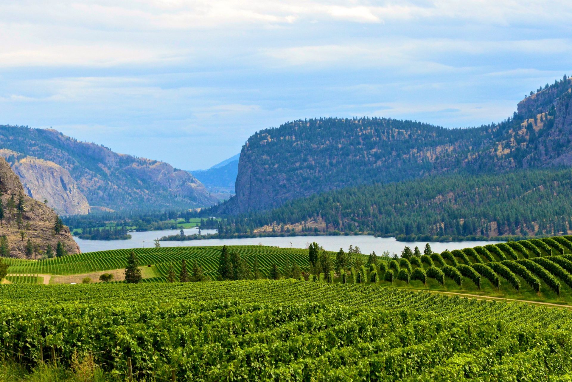 Vineyards and lake in the South Okanagan valley