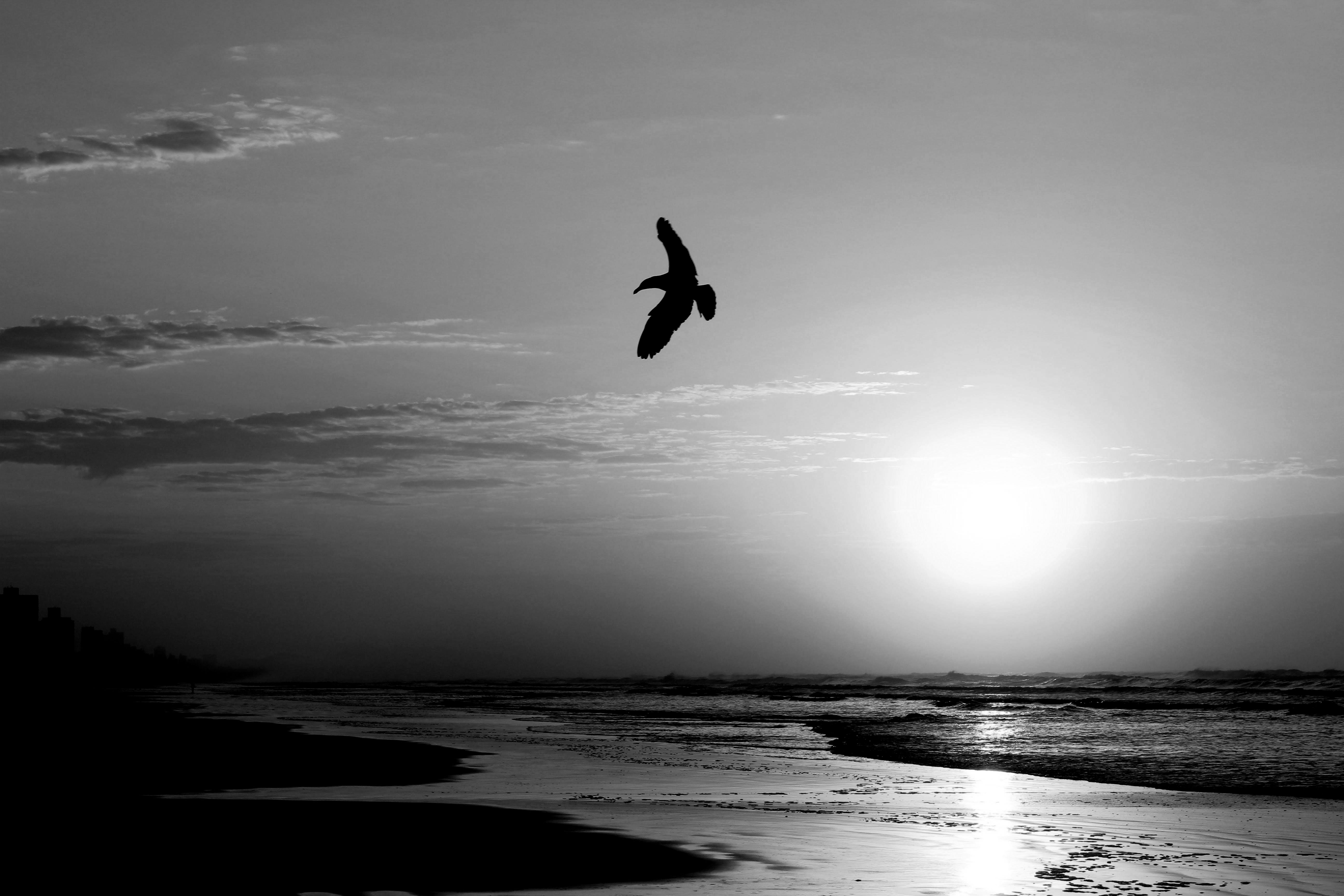 Bird flying over ocean shoreline at sunrise towards a bright horizon