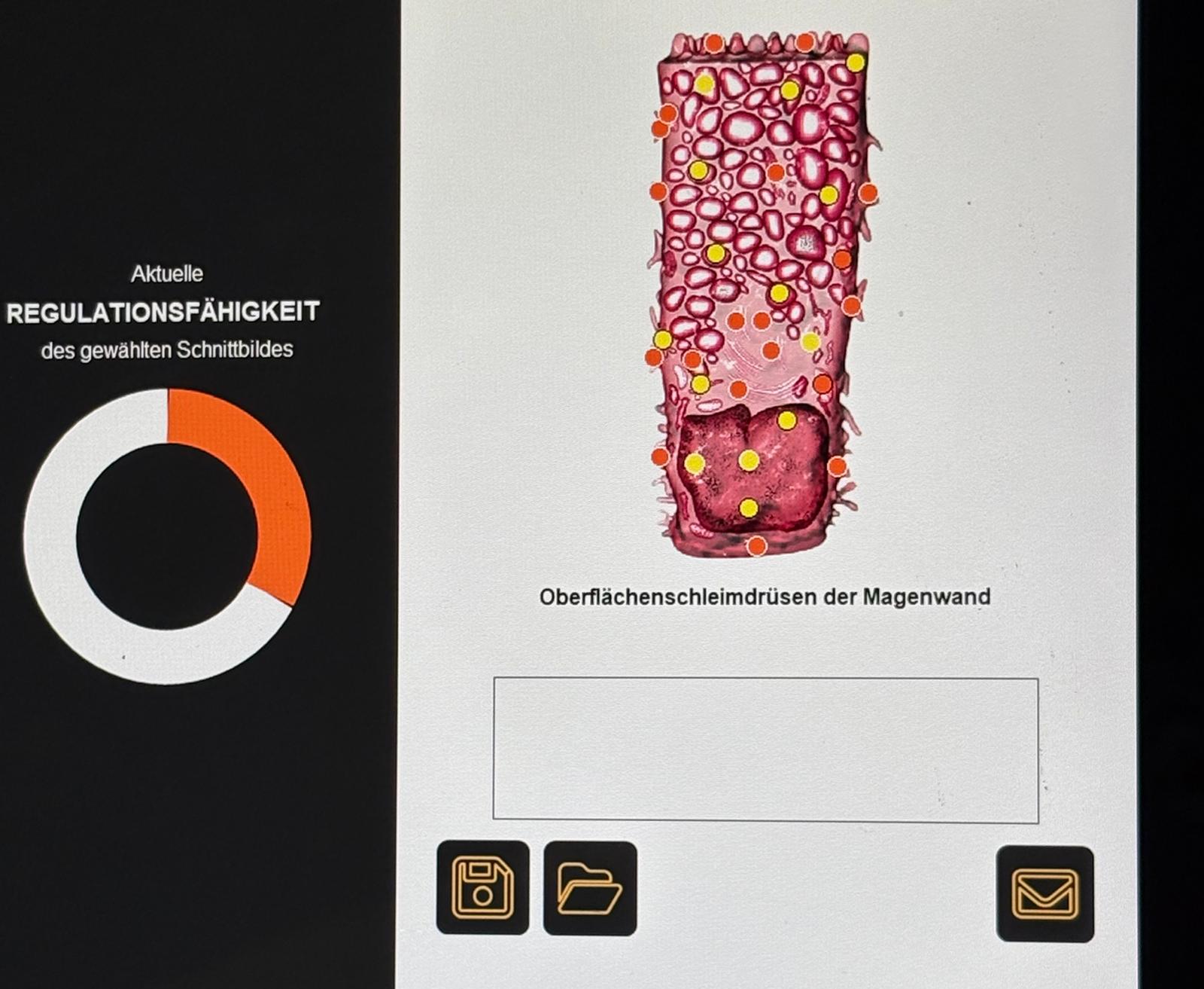 Bodyfield Schnittbild: Oberflächenschleimdrüsen der Magenwand