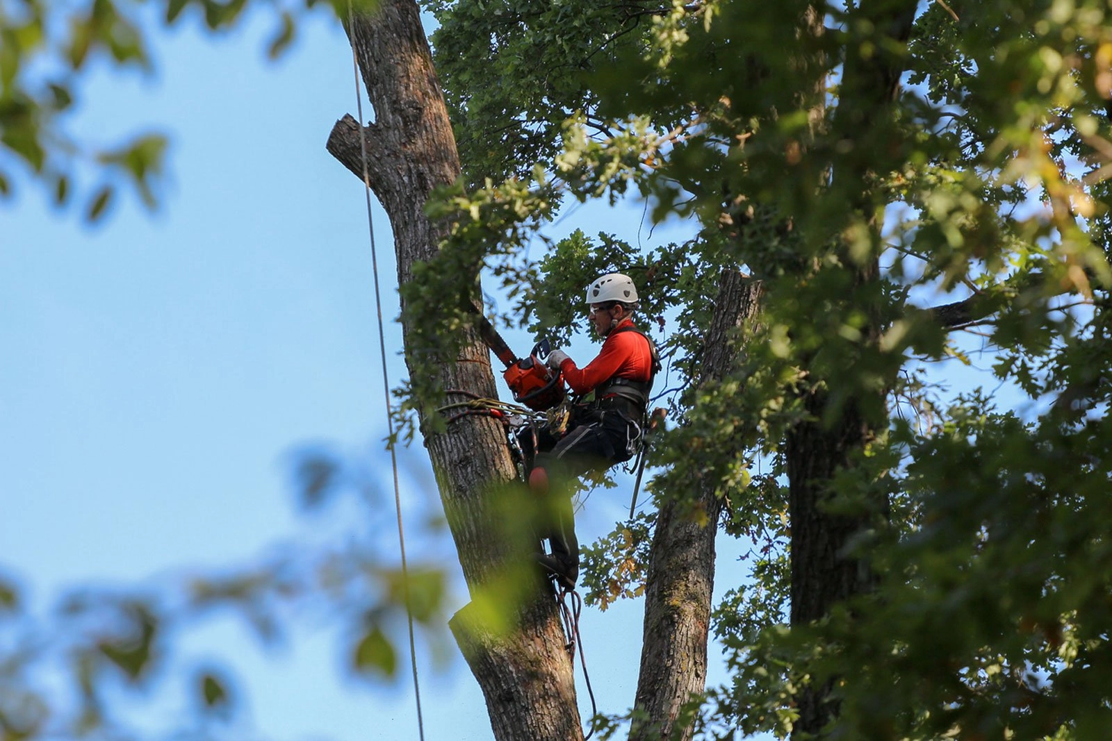 Landa's Tree Service background