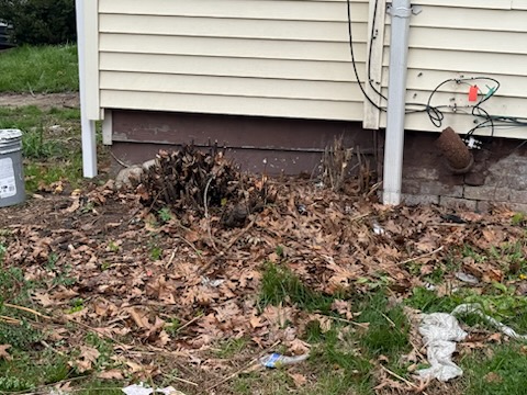 House perimeter and foundation bed with trimmed bushes and fallen leaves during cleanout in Springfield MA