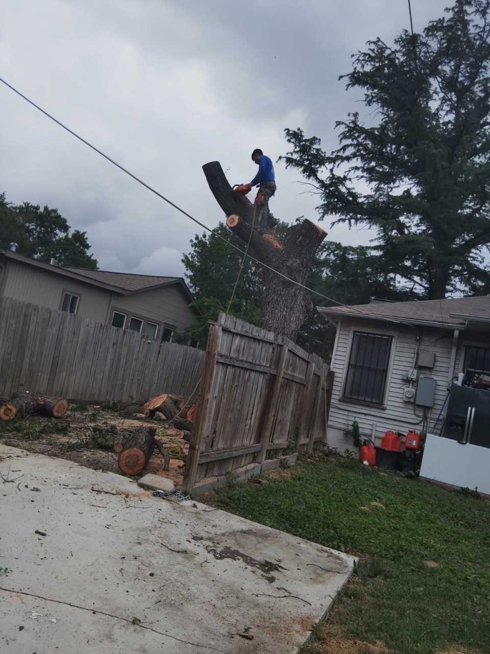 Tree Leveling San Antonio