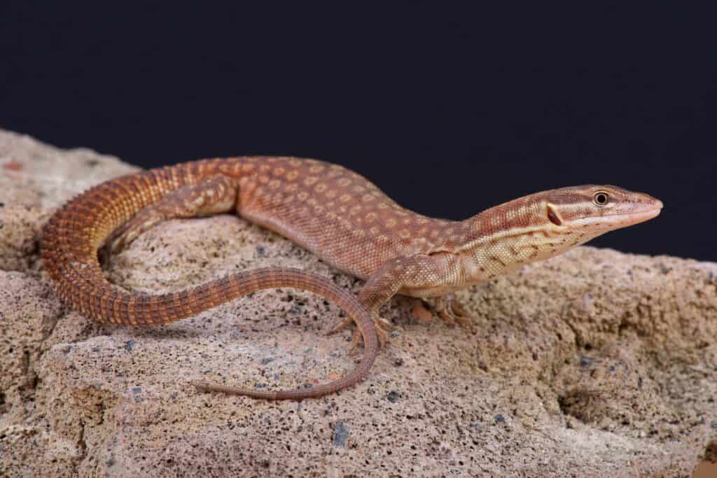 Ridge-Tailed Monitor