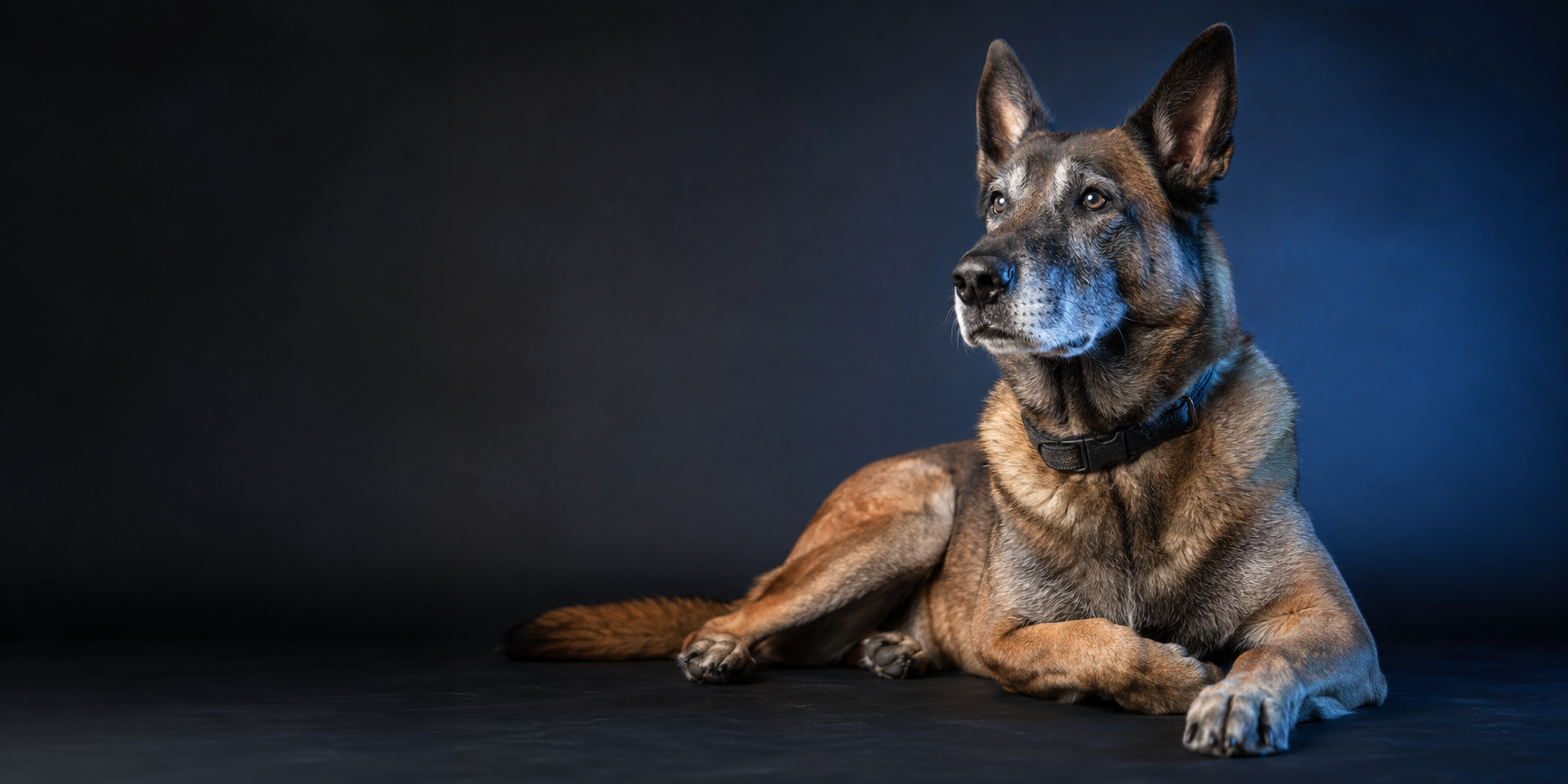 Working canine representing the Bravo Dog Initiative