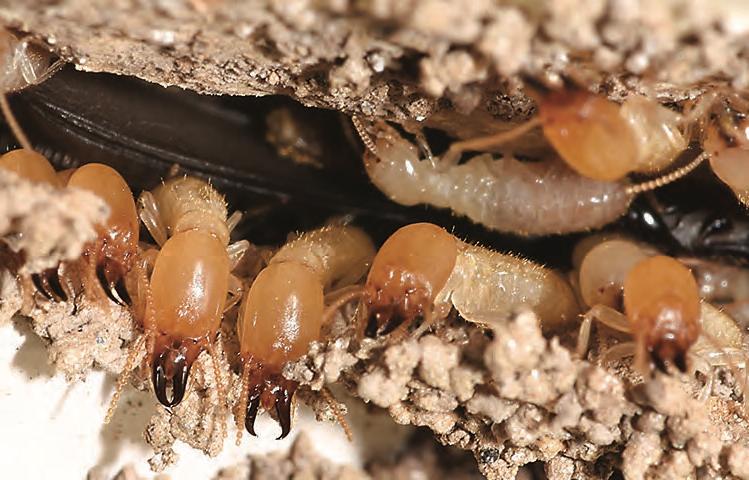 Close-up macro of subterranean termites with amber heads, large mandibles and translucent bodies clustered in a soil gallery