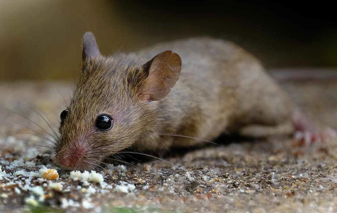 Close-up of a small house mouse with fine whiskers and brown fur eating breadcrumbs against a softly blurred neutral background