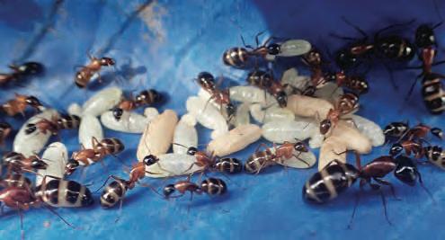 Macro photograph of banded worker ants tending a cluster of white larvae and eggs on a blue surface