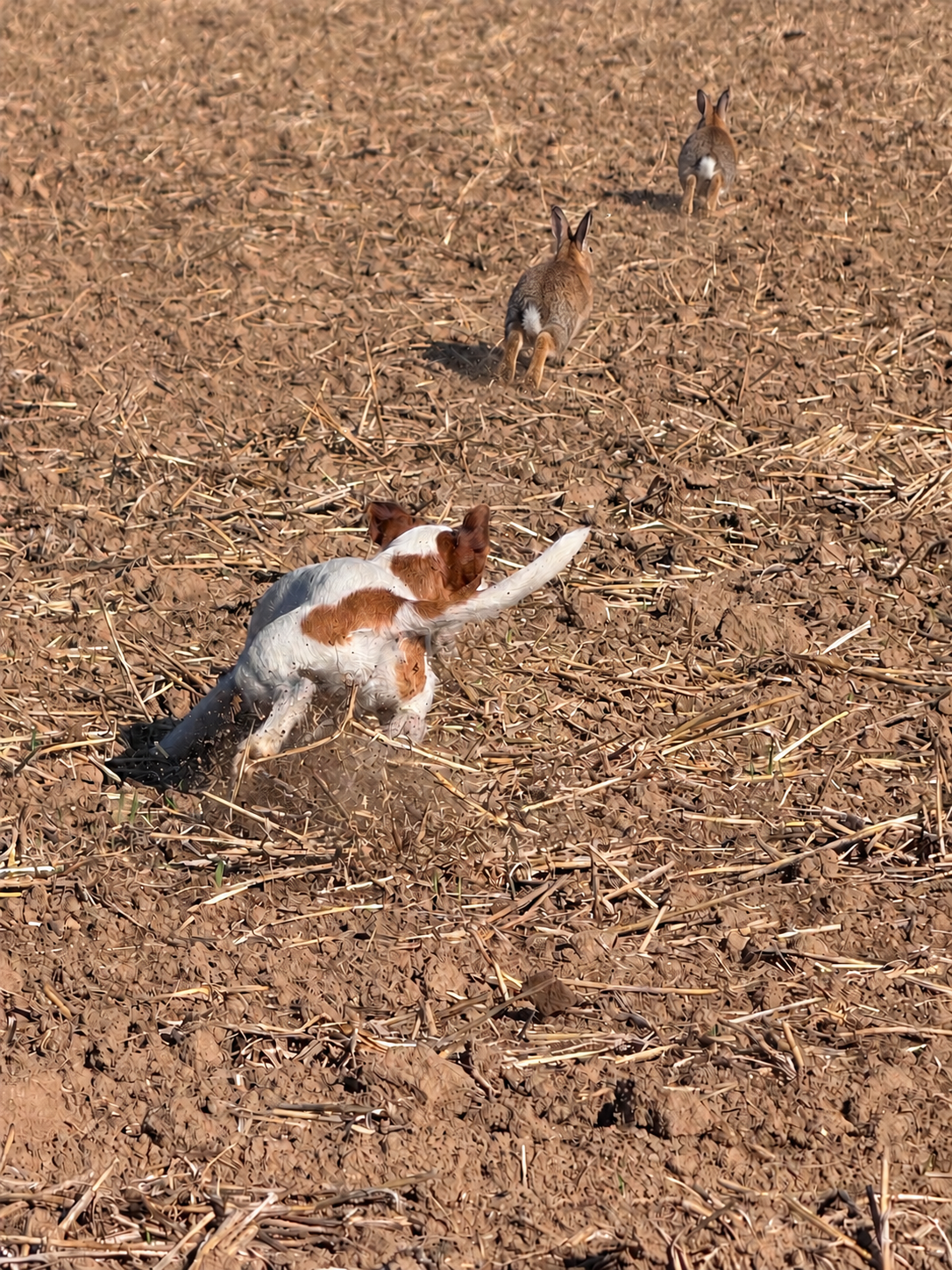 Hund jagt Hasen über ein Feld – Unerwünschtes Jagdverhalten kontrollieren
