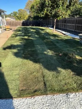 Fresh Sod Turf Installation in Progress