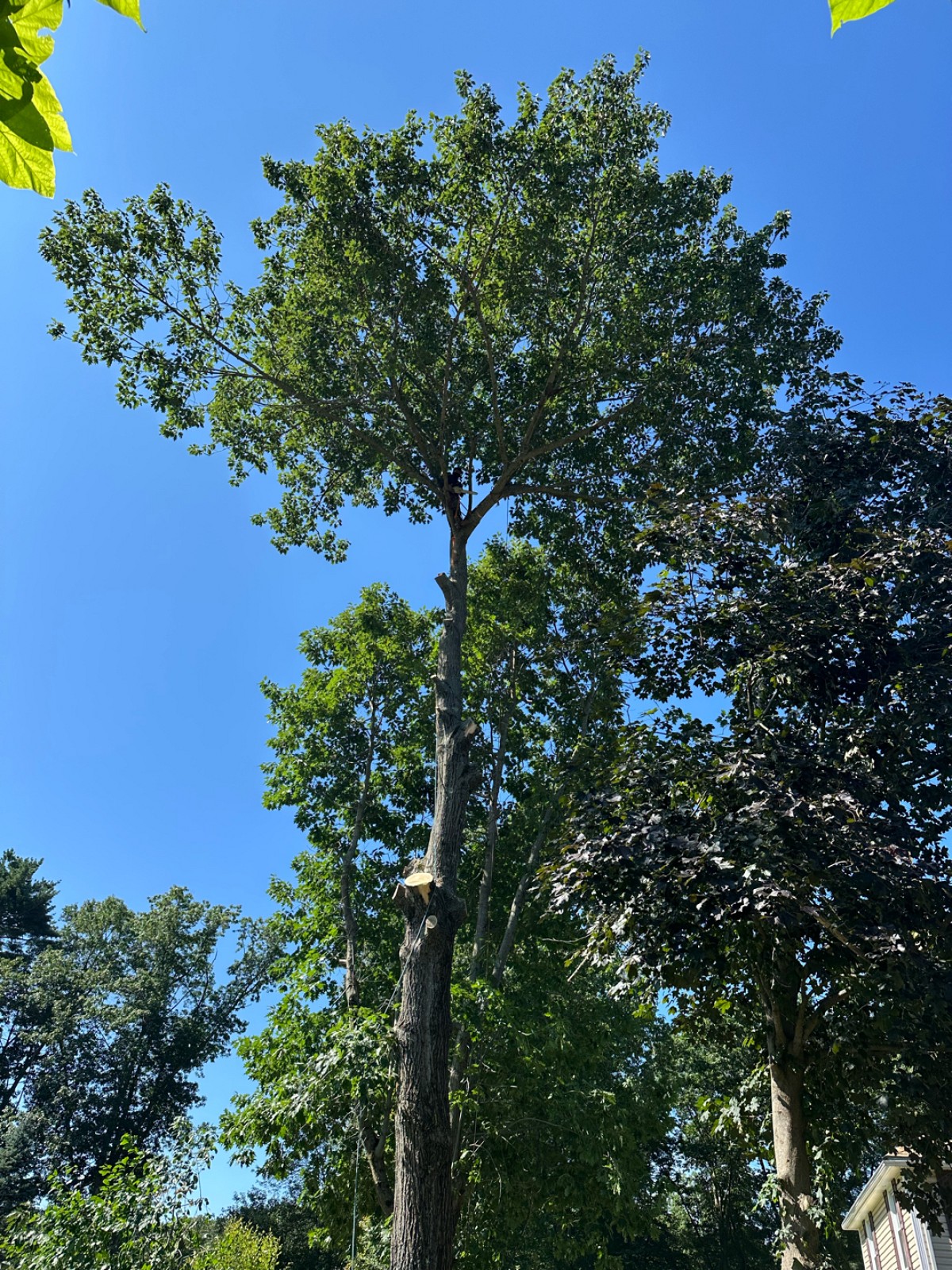 Outdoor Greatness Landscaping project