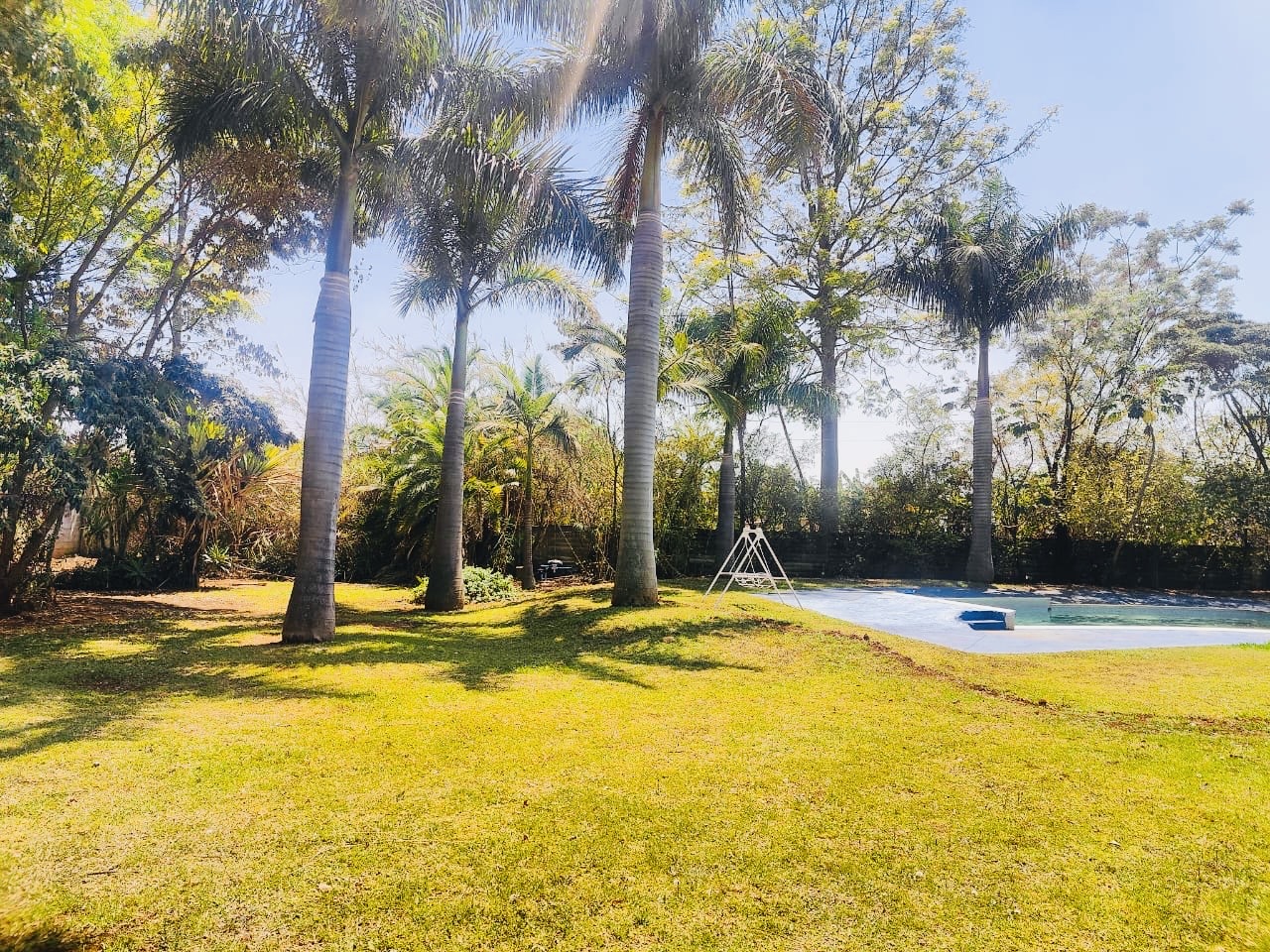 Lower Hampden Park poolside lawn and royal palms