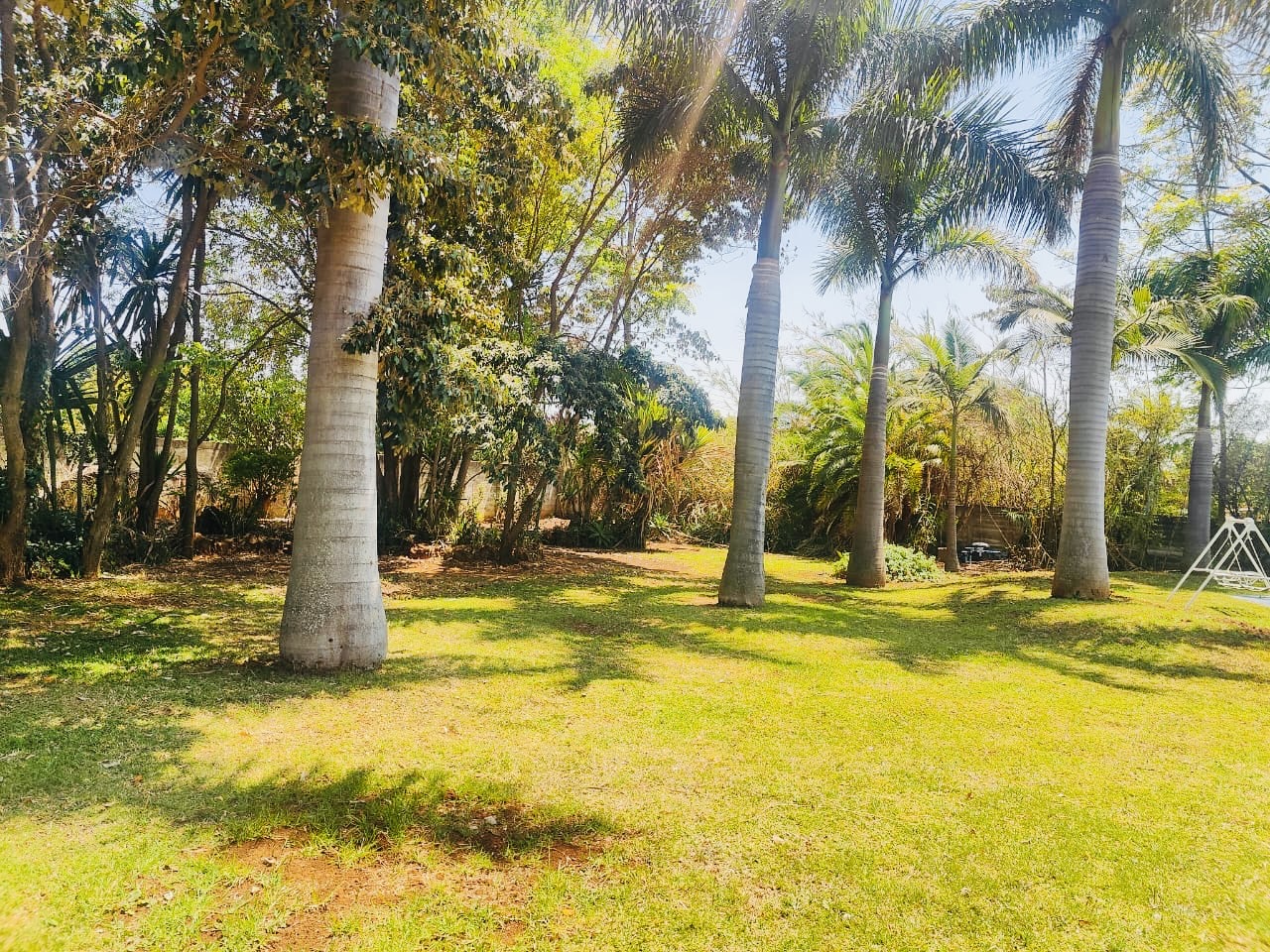 Palm-lined event lawns