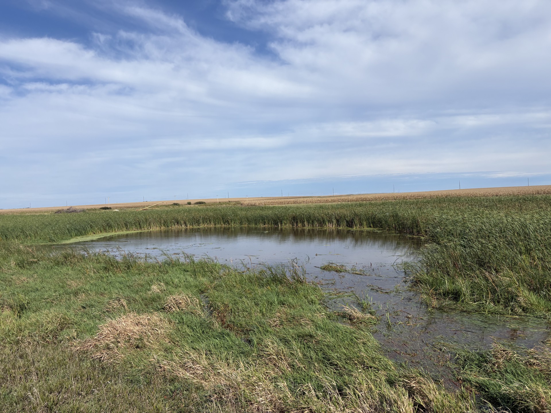 Cleared Pond Basin & Shoreline