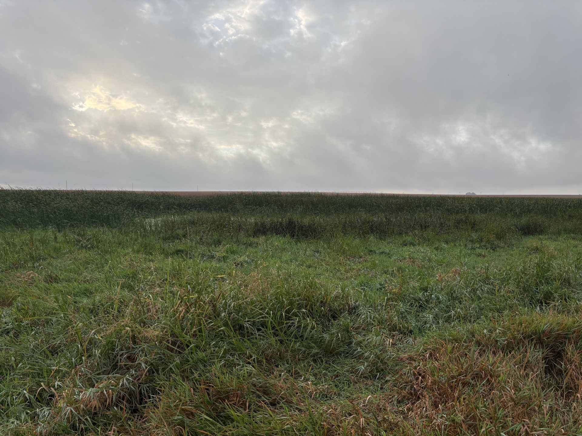 Overgrown Marsh & Shoreline Vegetation