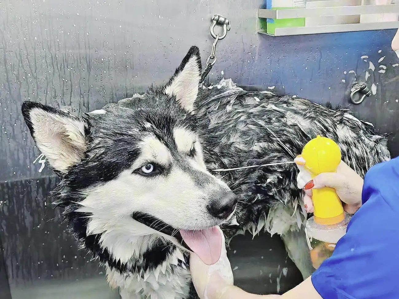 Dog getting a warm bath inside the DK van