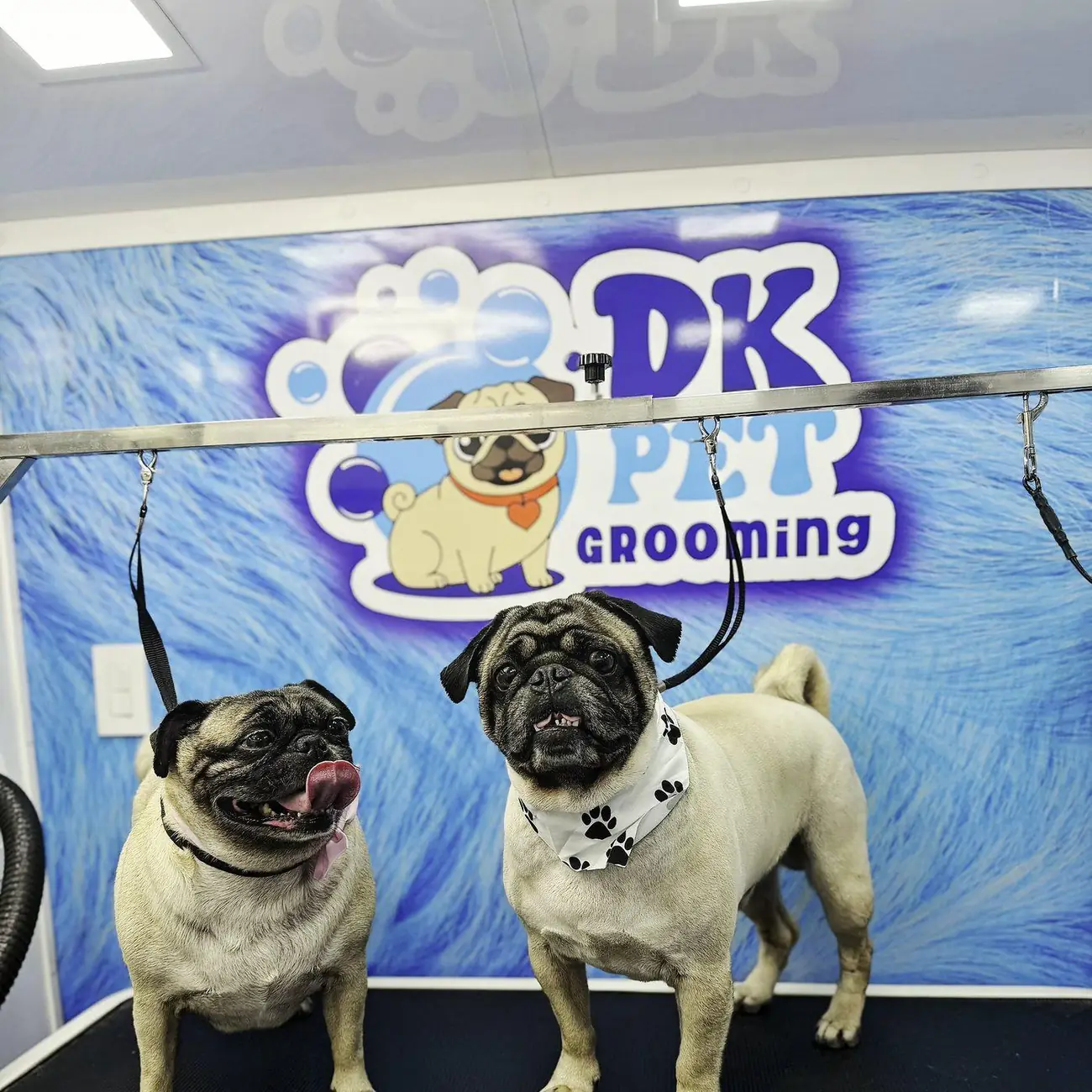 Two pugs on the grooming table inside the DK van