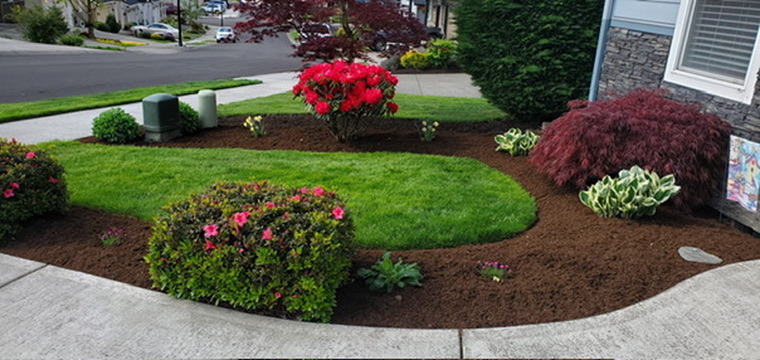 Fresh dark bark mulch, blooming rhododendrons and crisp curved lawn edging