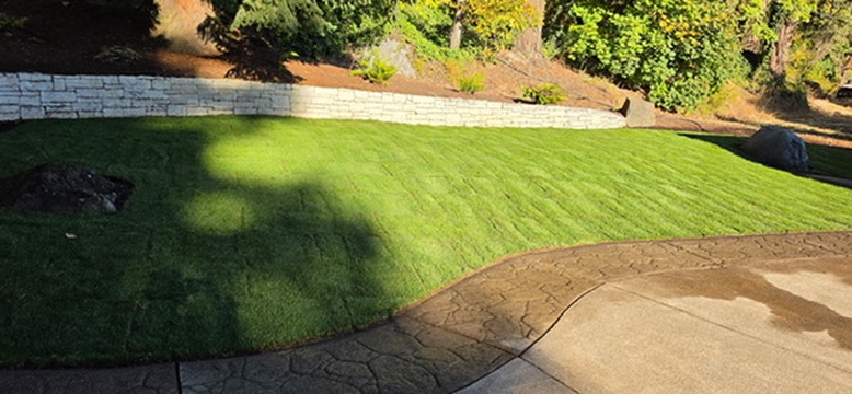 Mirella's lush fresh green sod lawn installation along curved stamped concrete walkway and retaining wall
