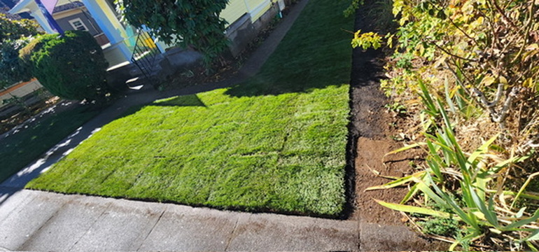 Fresh sod lawn rolls laid in front yard walkway strip beside planter bed