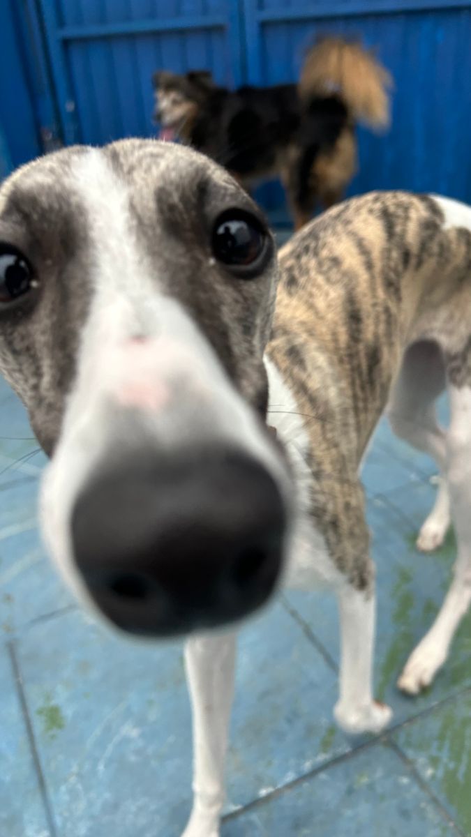 Socialização e convivência entre cães no espaço da Elite Dog Trainers