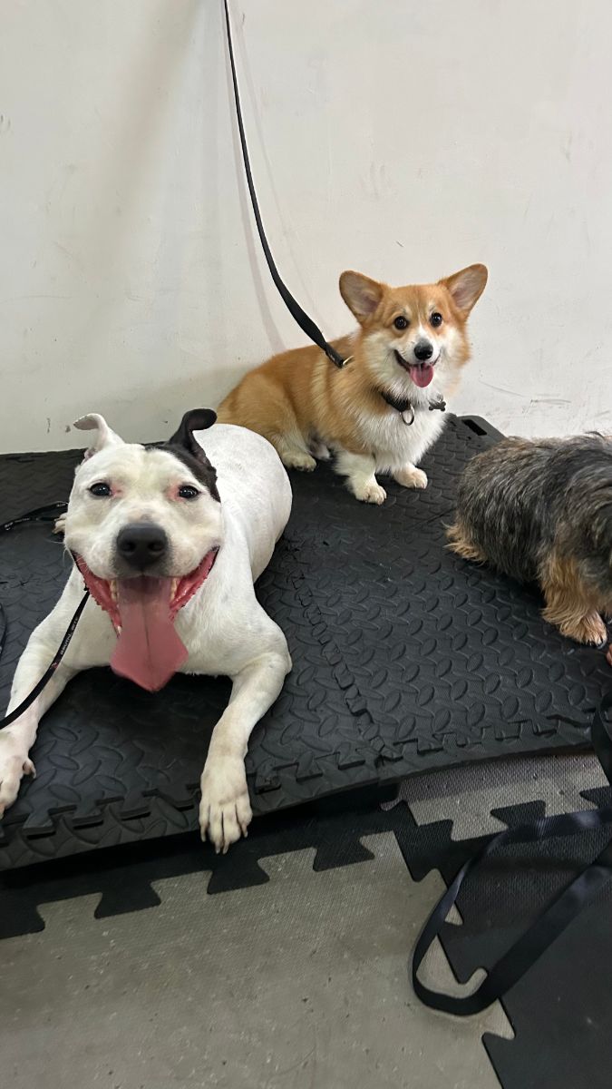 Cães em treino de permanência e foco no tatame da Elite Dog Trainers