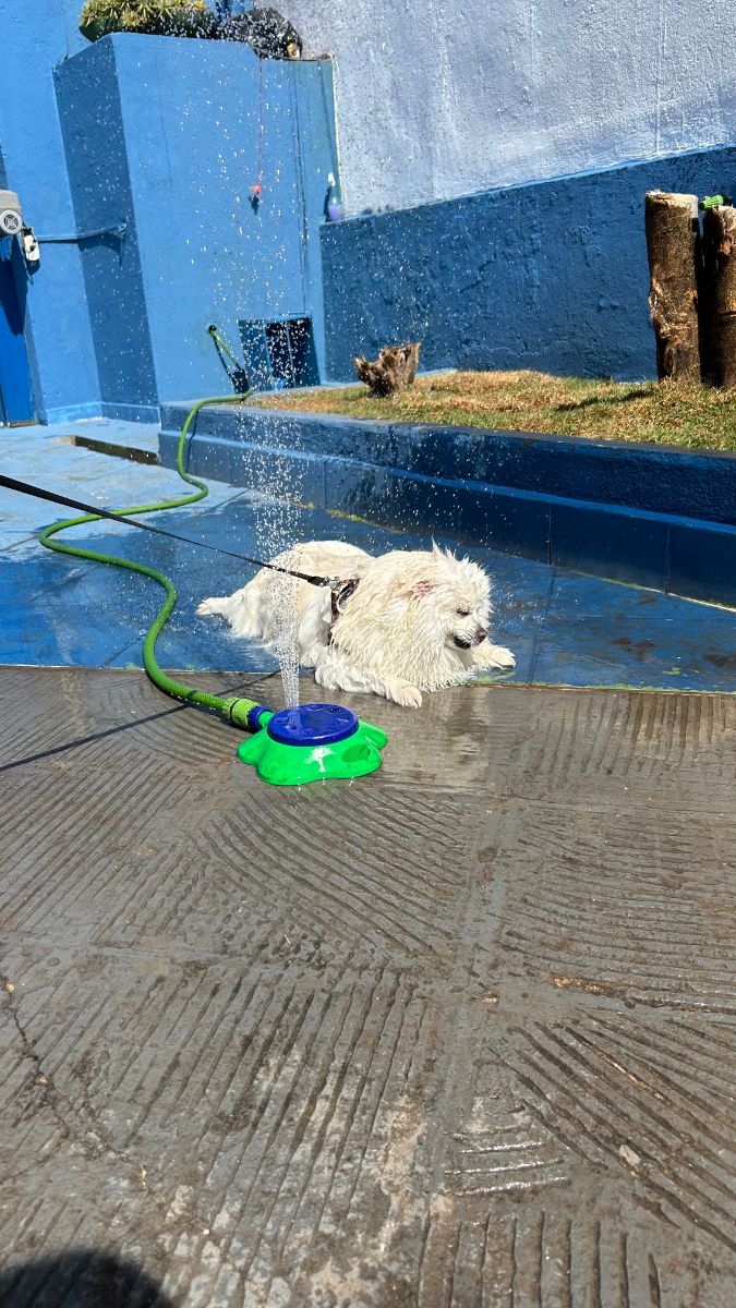 Cão se divertindo em atividade de enriquecimento ambiental com água