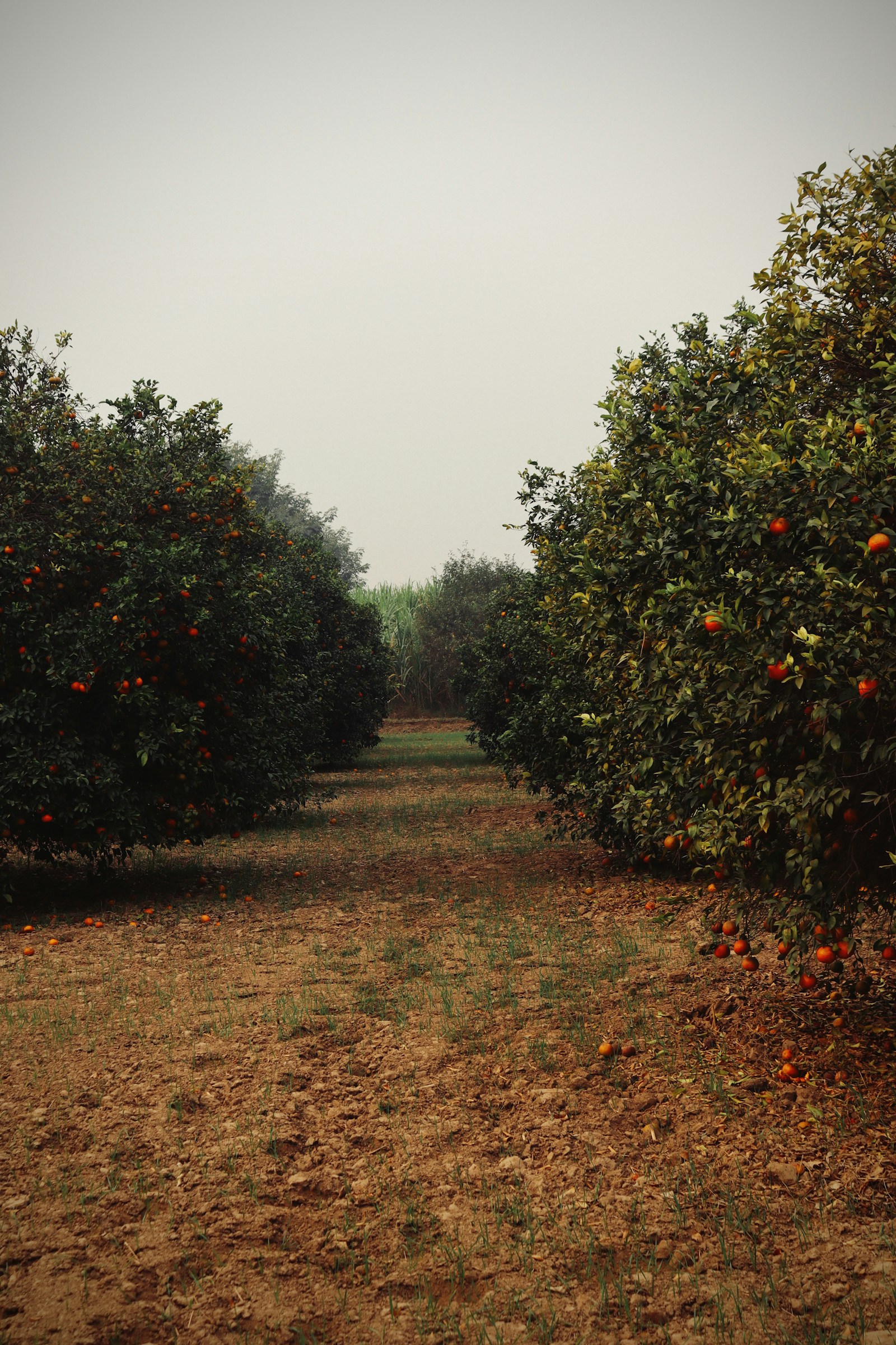 Orchard trees in a sunny field