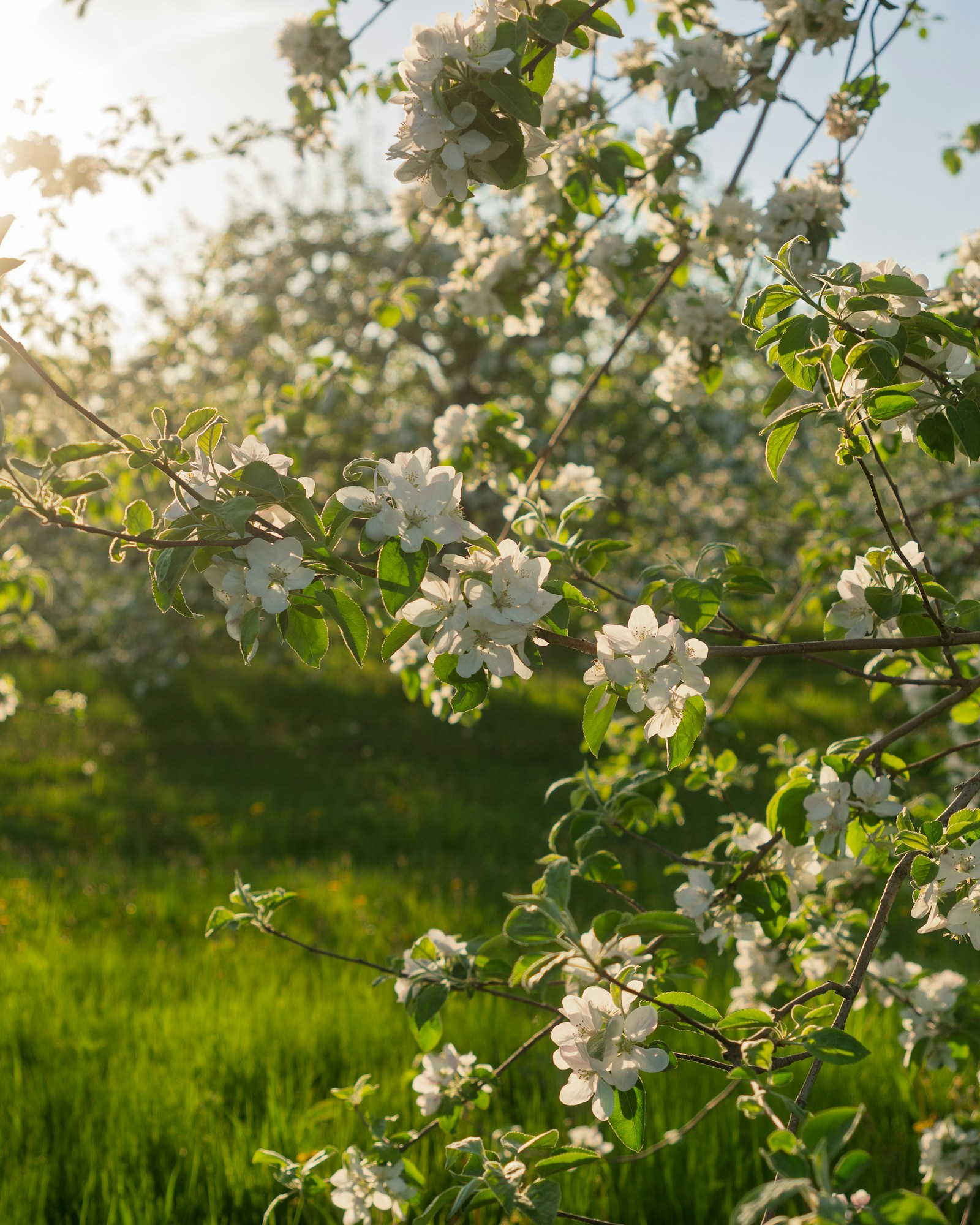 Sunlit apple blossoms in an orchard