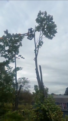 Precision Grounds crew taking down a tall tree in sections from an aerial lift