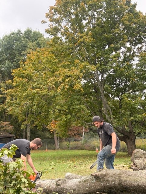 Precision Grounds crew bucking a downed tree trunk into sections