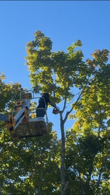 Climber pruning a maple from a lift bucket