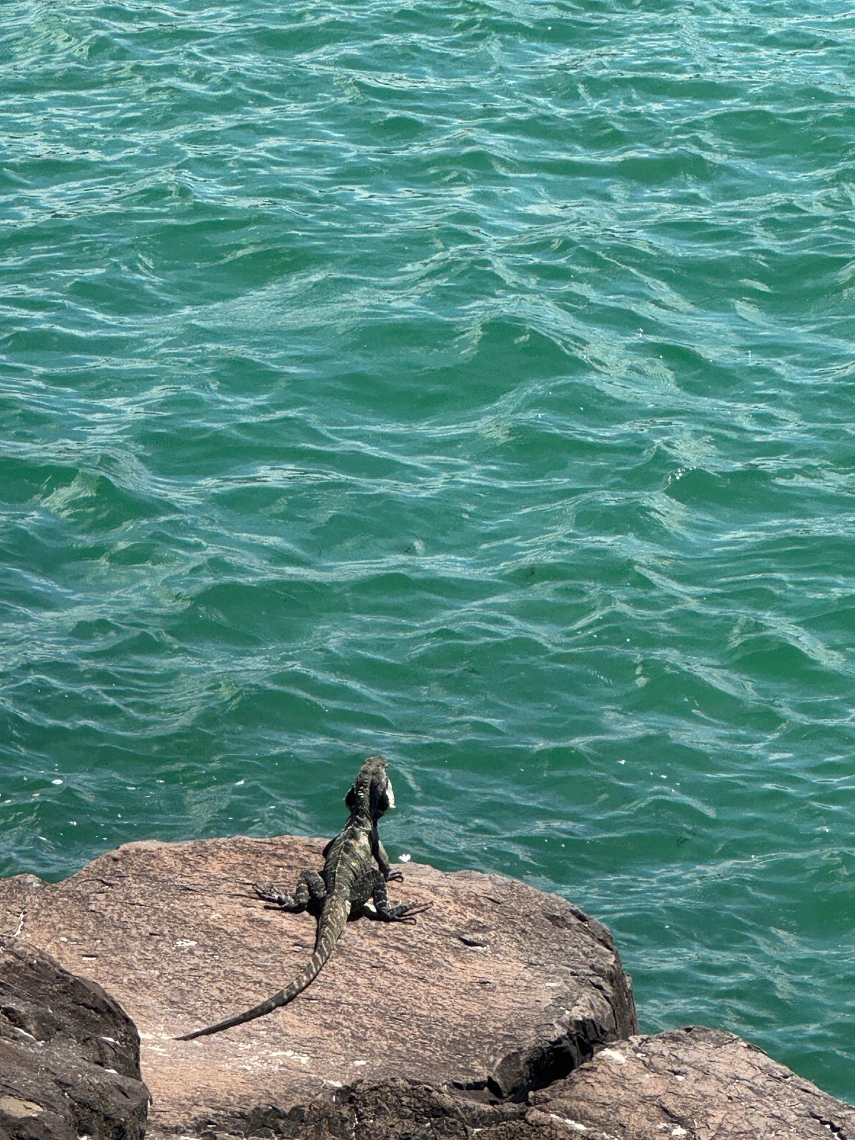 A water dragon resting on a warm rock, looking out over green water.