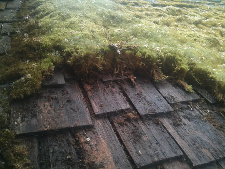 Heavy moss growth on weathered cedar roof shakes