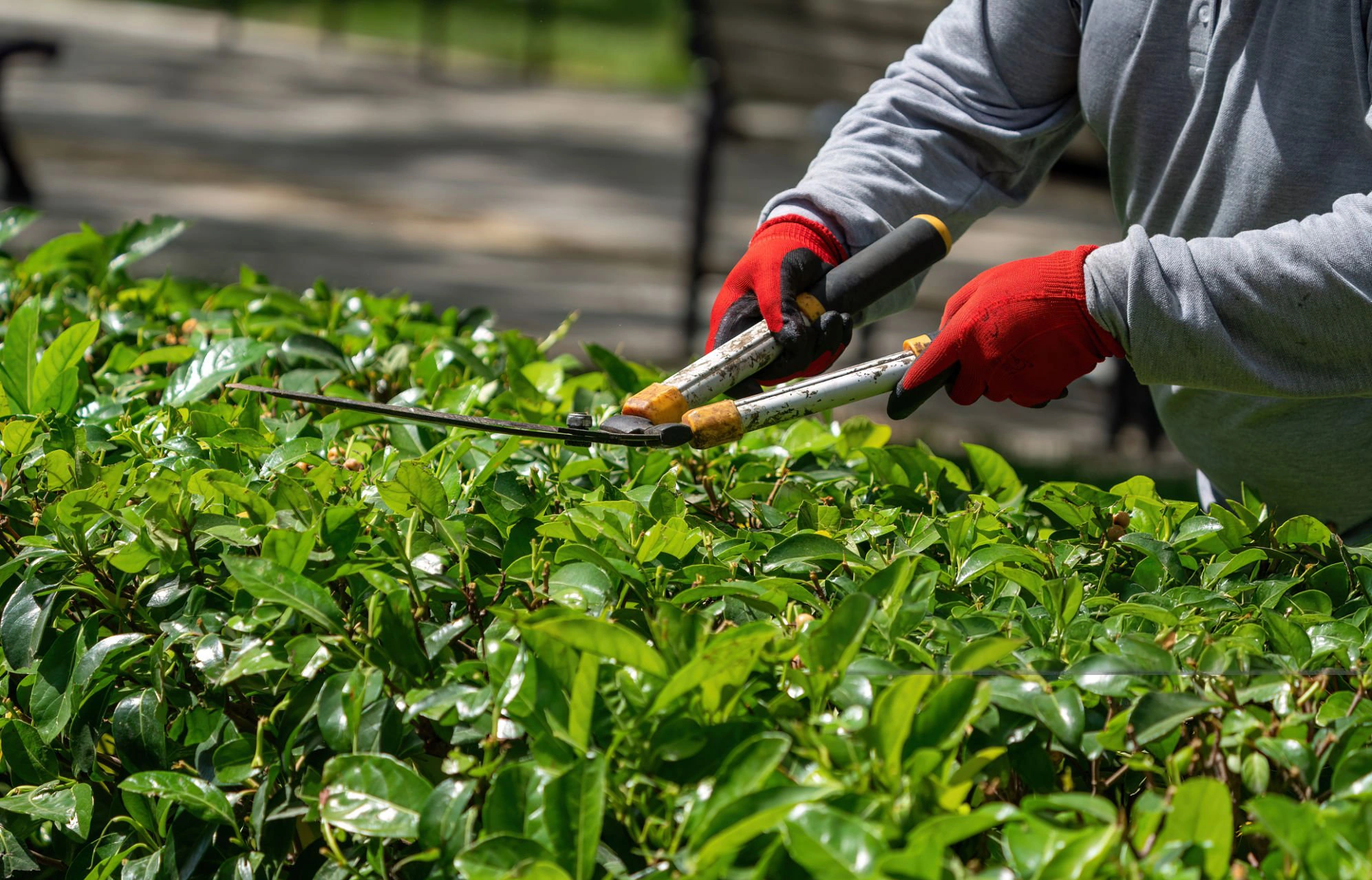 Trim Bushes & Hedges